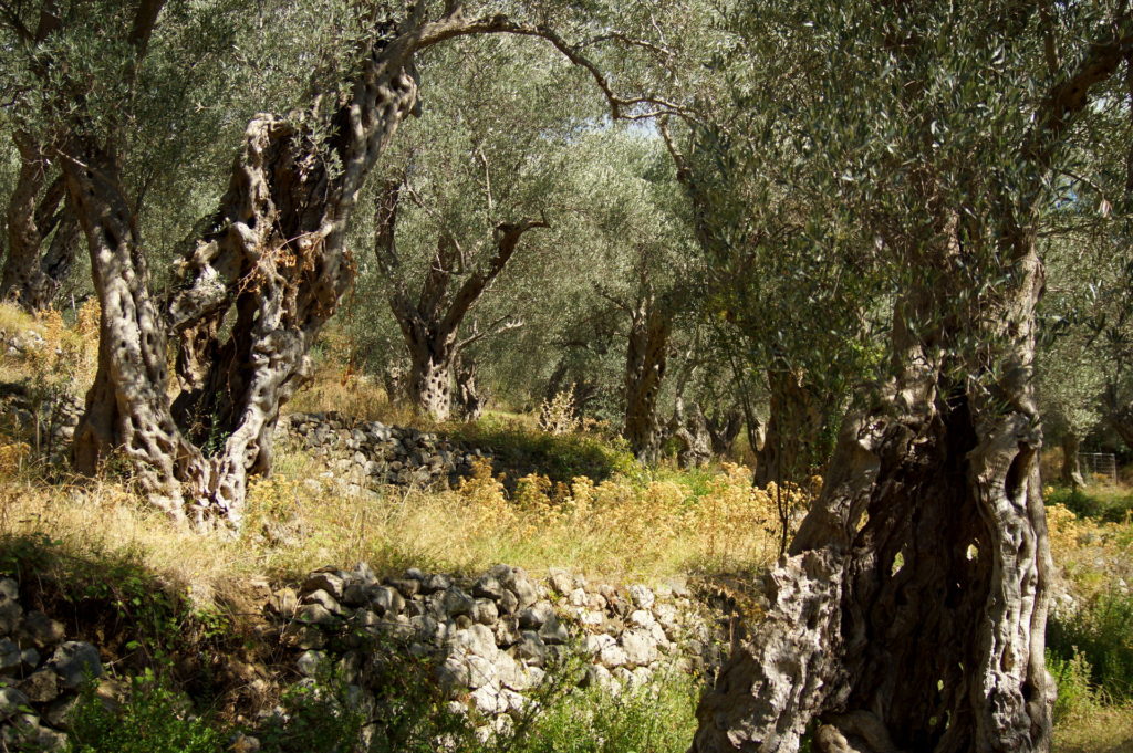 Die Olivenbäume entwickeln in Ihren mehrere hundert Jahre lang andauerten Leben eigensinnige Formen