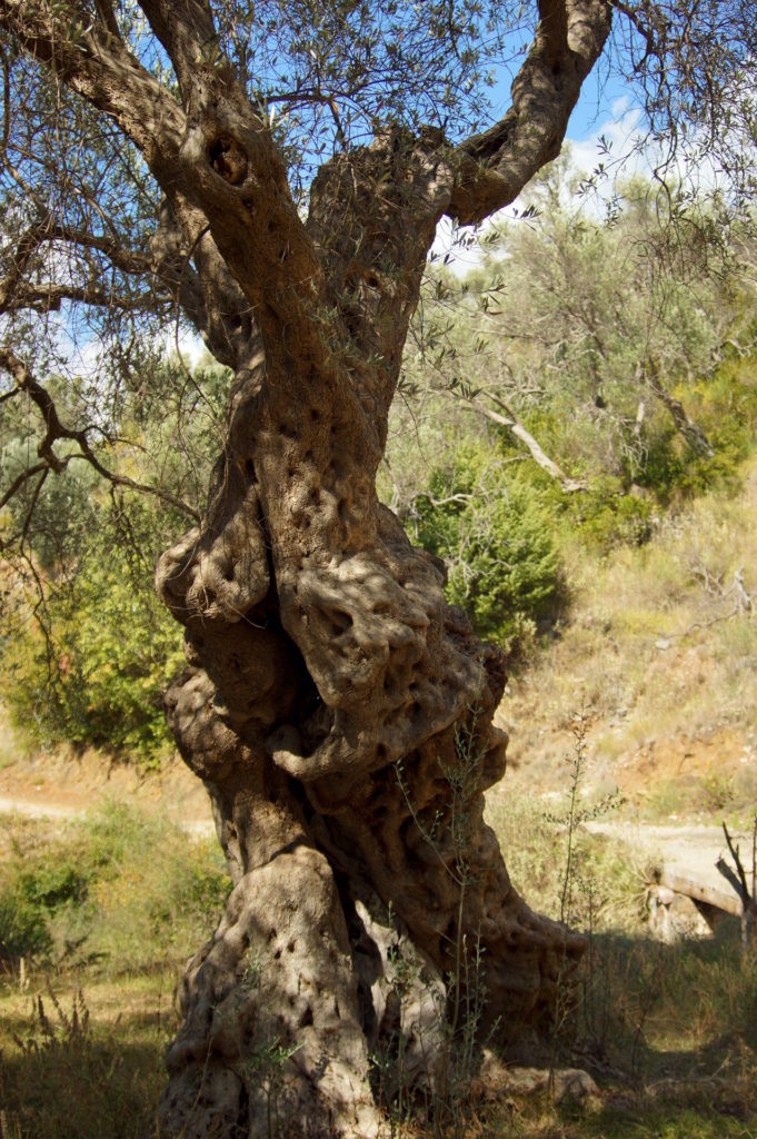 Einer von vielen alten Olivenbäumen in Montenegro